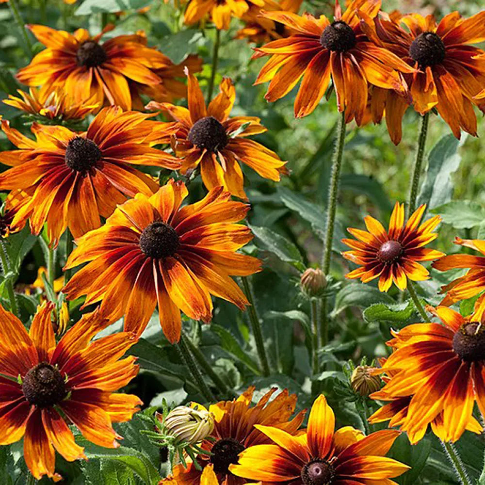 RUDBECKIA CHOCOLATE ORANGE AB 