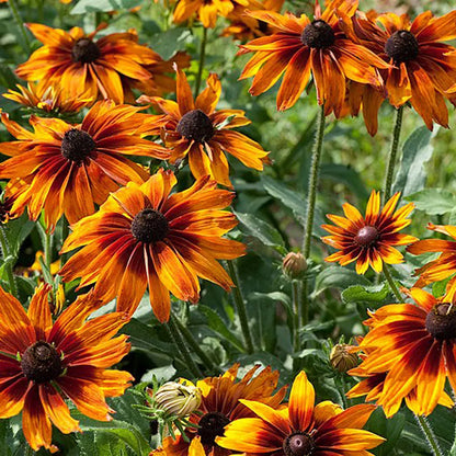 RUDBECKIA CHOCOLATE ORANGE AB 