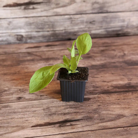 RUDBECKIA MARMELADE AB - PLANT 