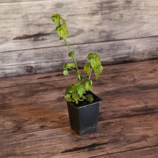 RUNGIA KLOSSII PLANTE CHAMPIGNON AB - PLANT 