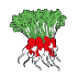 Radish