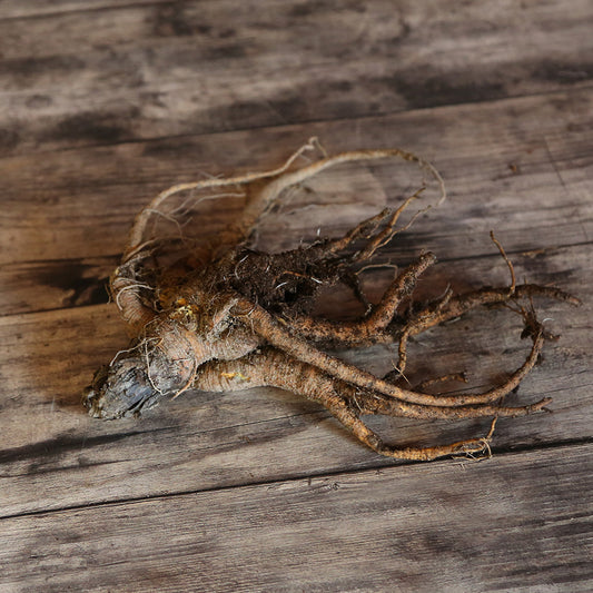 RHUBARBE VICTORIA - SOUCHE AB 