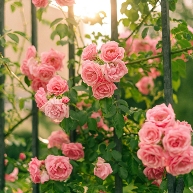 Le retour des rosiers !