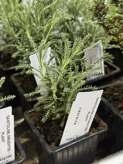 SANTOLINE ARGENTEE - PLANT 
