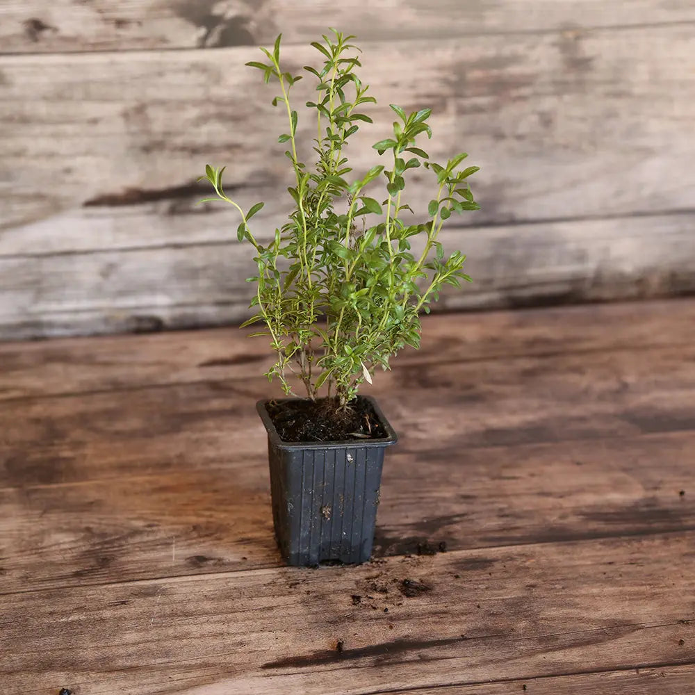 SARRIETTE AB - PLANT 