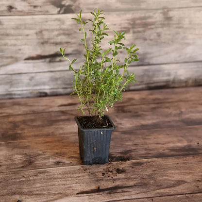 SARRIETTE AB - PLANT 
