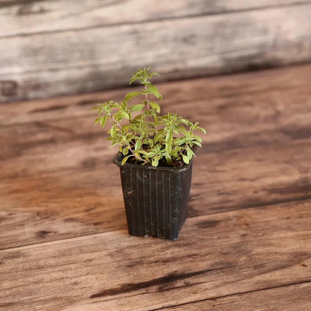 SARRIETTE CITRON AB - PLANT 