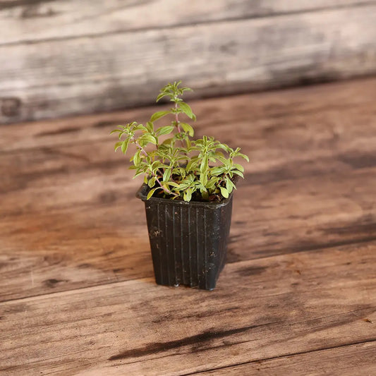 SARRIETTE CITRON AB - PLANT 