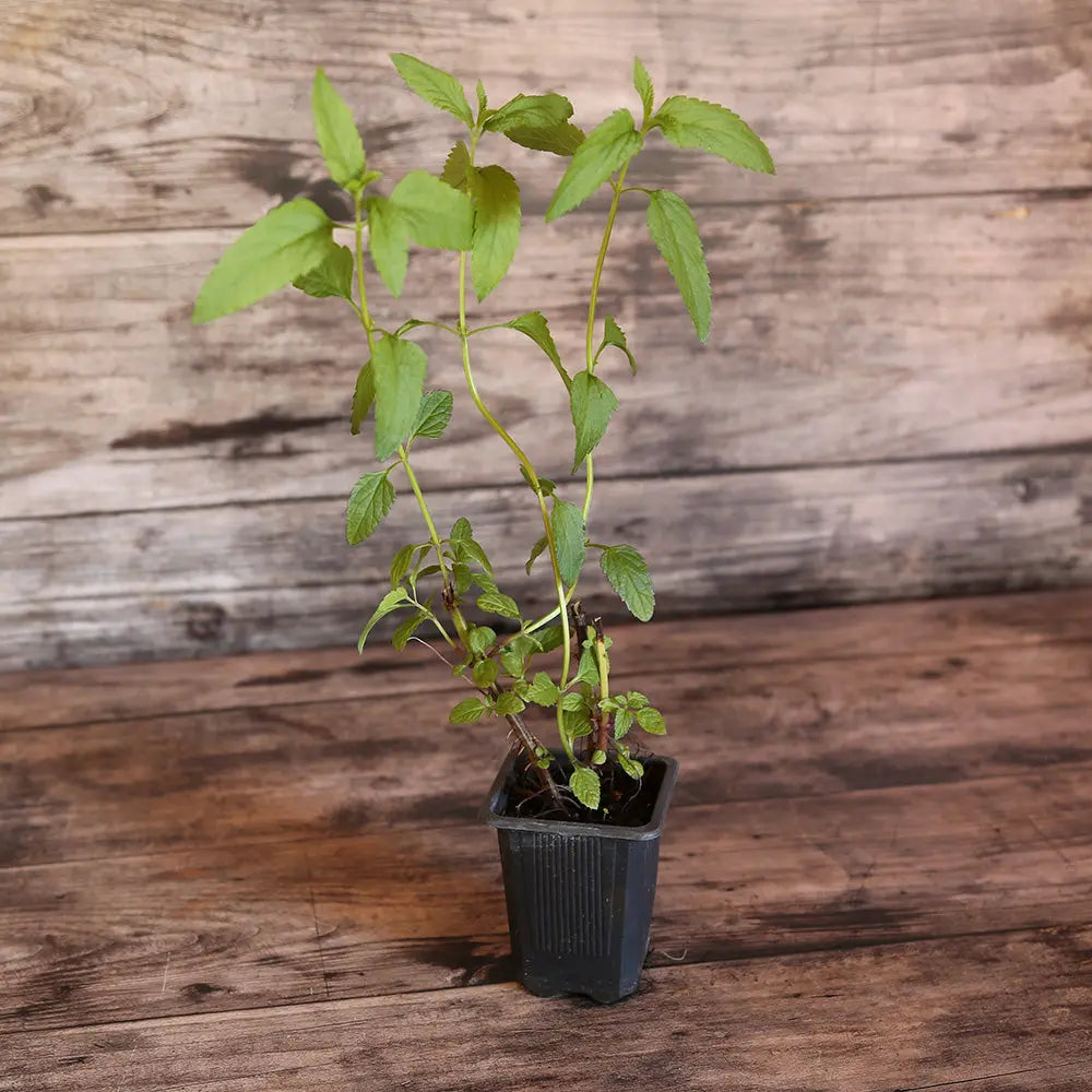 SAUGE DES MARAIS - PLANT 