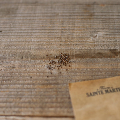 SAUGE FARINEUSE BLEUE RHEA NT 