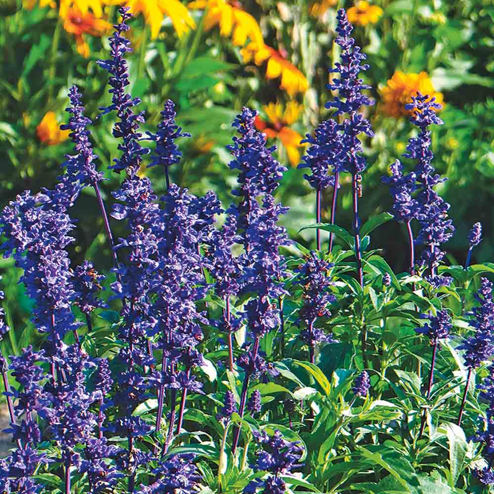 SAUGE FARINEUSE BLEUE RHEA NT 