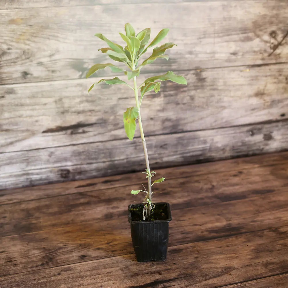 SAUGE SACREE APIANA  OU SAUGE BLANCHE - PLANT 