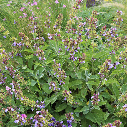 SAUGE OFFICINALE AB 