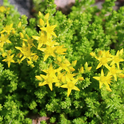 SEDUM ACRE - PLANT 