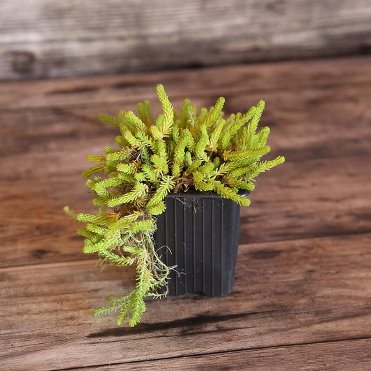 SEDUM ACRE - PLANT 