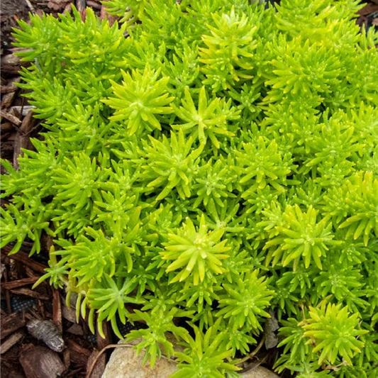 SEDUM LEMON BALL AB - PLANT