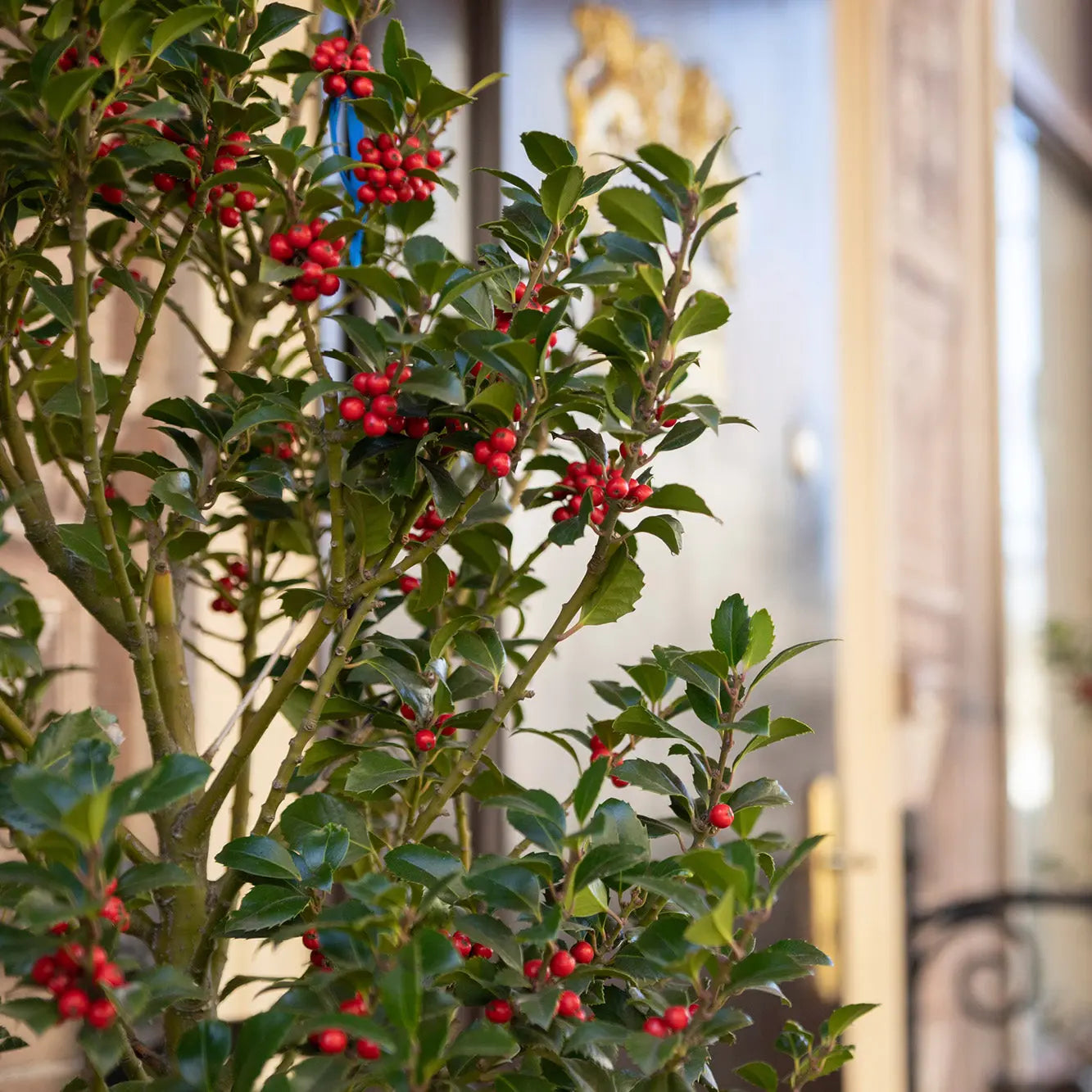 SÉLECTION DE PETITS FRUITS POUR PETITS ESPACES