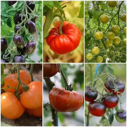 AUSWAHL „REGENBOGEN-TOMATEN“