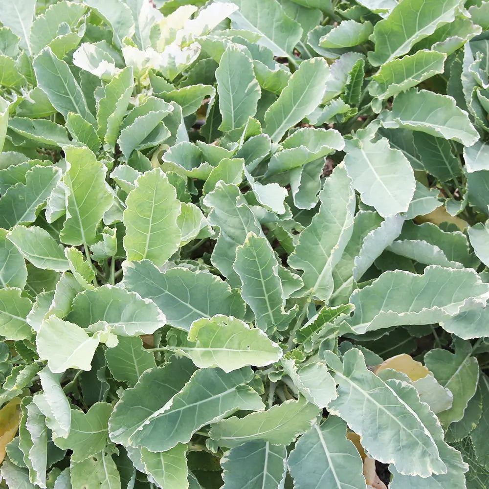 CHOU PERPÉTUEL DAUBENTON AB - PLANT 