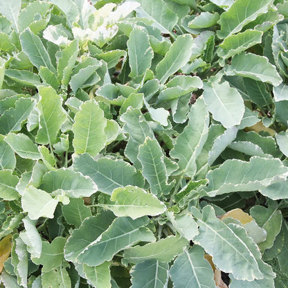 CHOU PERPÉTUEL DAUBENTON AB - PLANT 