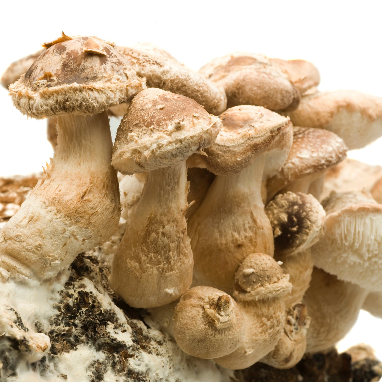 200 Knöchel – SHIITAKE AB