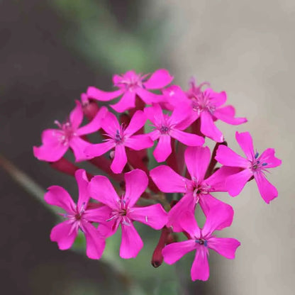 SILENE A BOUQUETS POURPRE AB 
