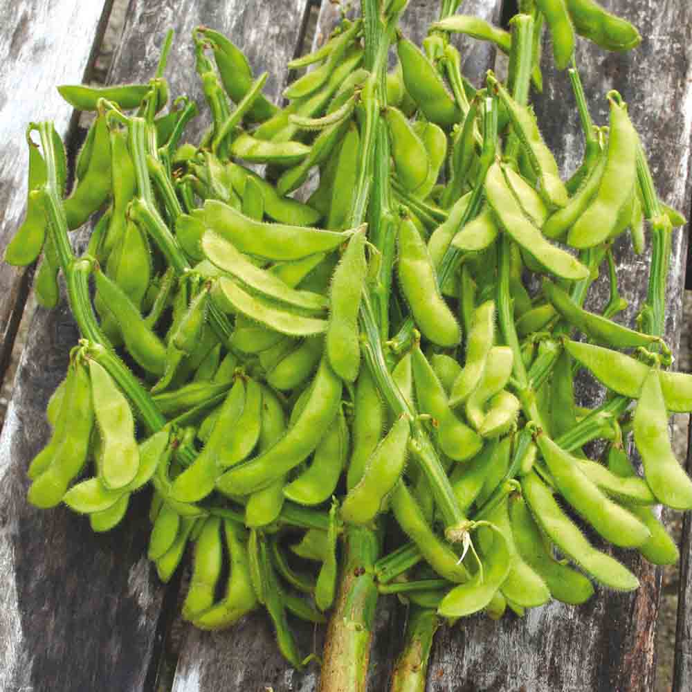 SOJA EDAMAME CHIBA GREEN AB 