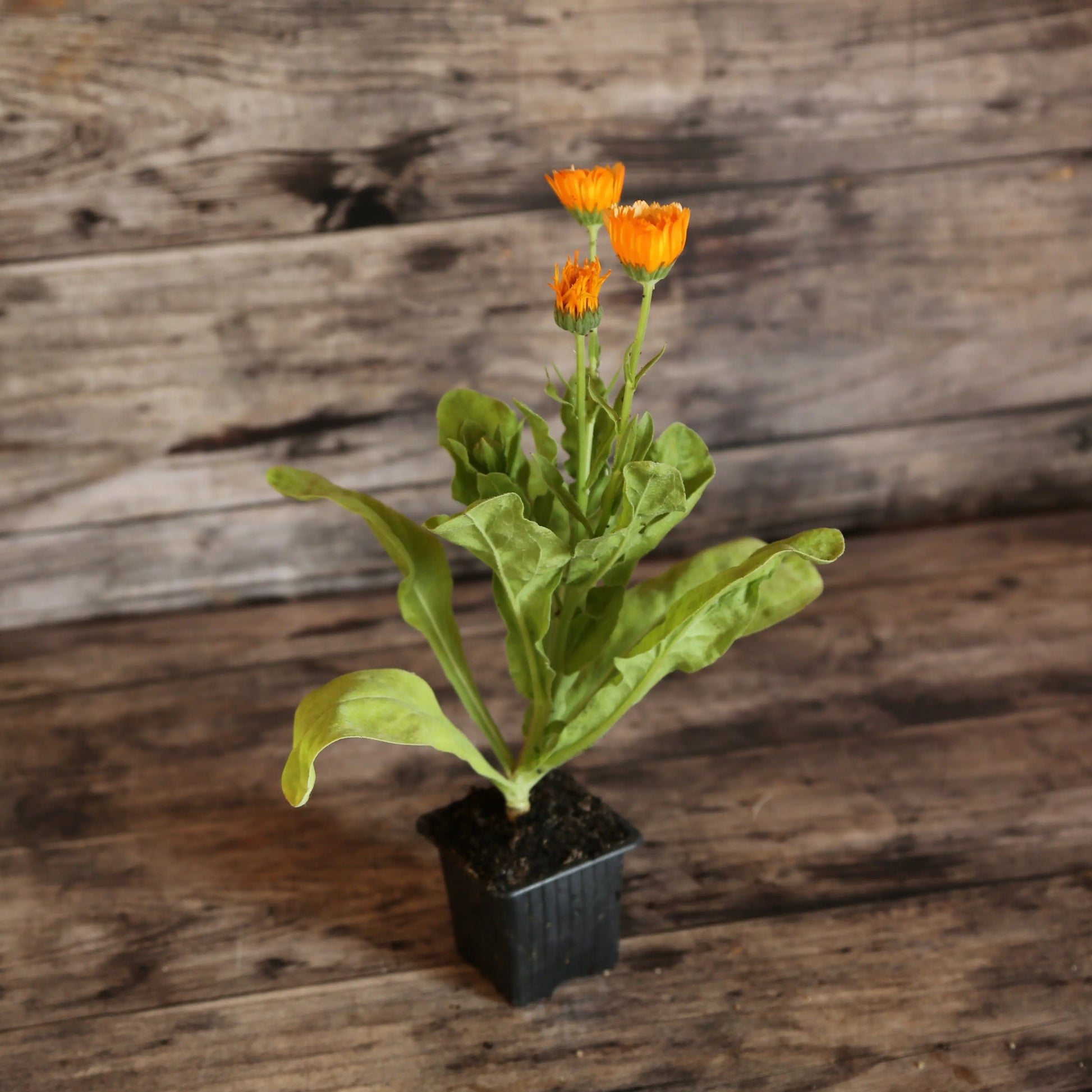 SOUCI PINK SURPRISE AB - PLANT 