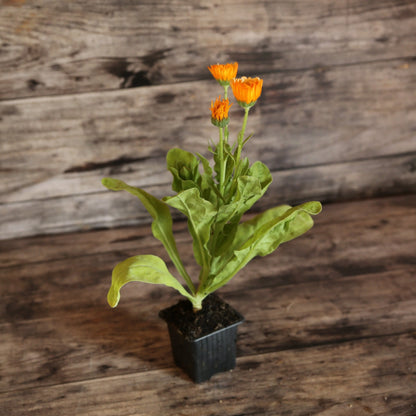 SOUCI PINK SURPRISE AB - PLANT 