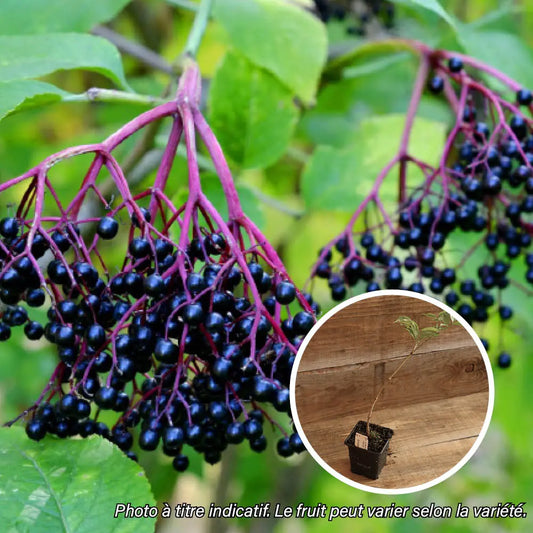 SUREAU A FRUITS NOIRS DONAU AB - PLANT 