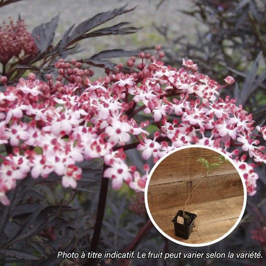 SUREAU PURPUREA THUNDERCLOUD AB - PLANT 