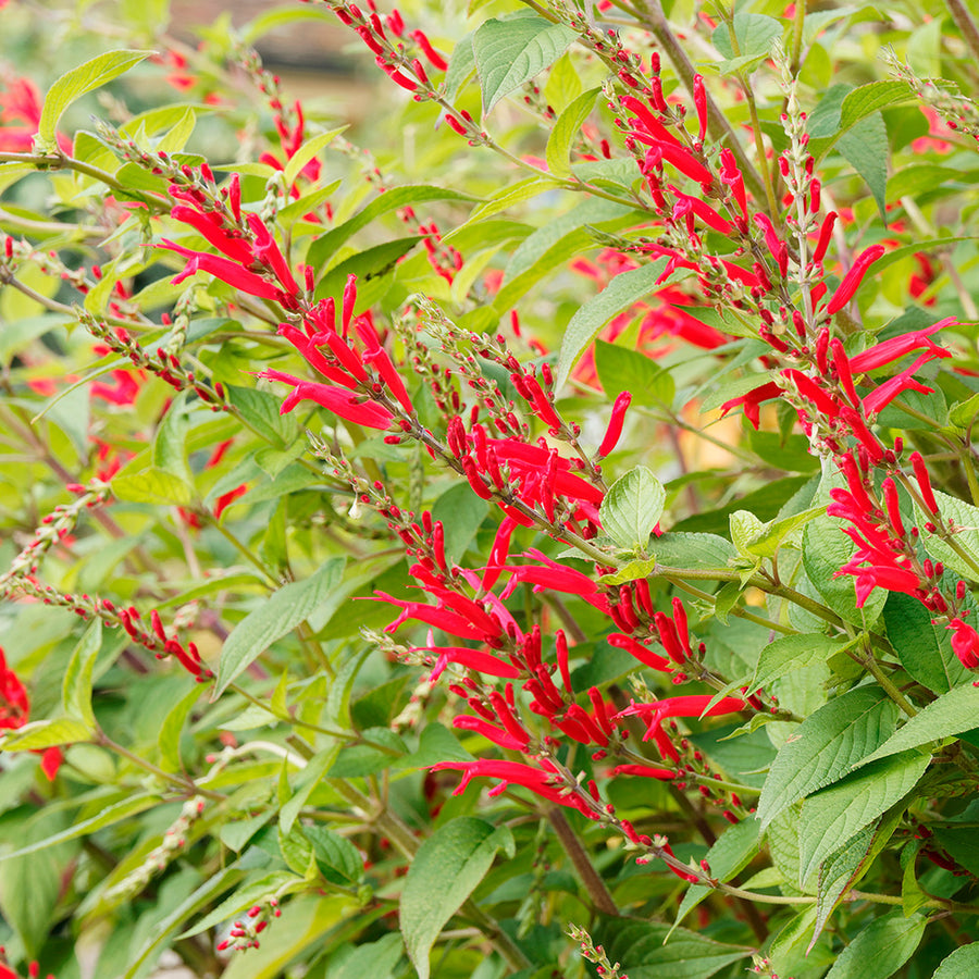 Les plantations d'avril