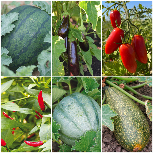 SÉLECTION "SAVEURS MÉDITERRANÉENNES"