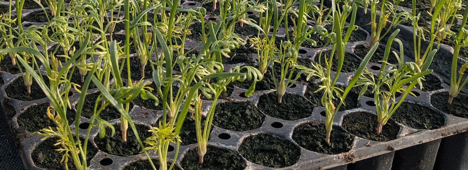 Welcome to our new website!