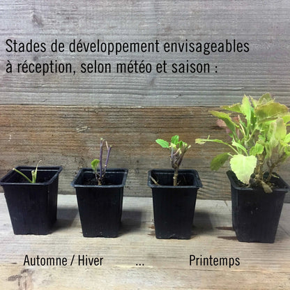Stade de développement des plants selon la saison