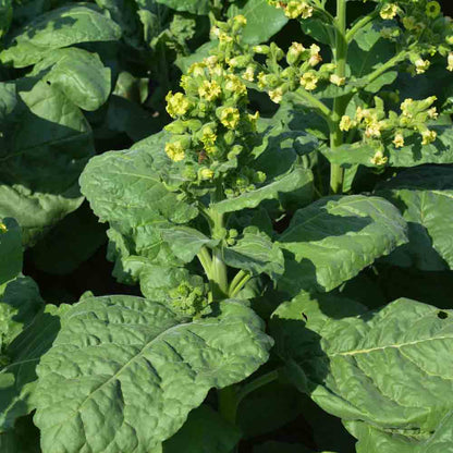 ab tobacco Graines de Tabac Hopi Bio – La Ferme de Sainte Marthe ab tobacco Graines de Tabac Hopi Bio – La Ferme de Sainte Marthe