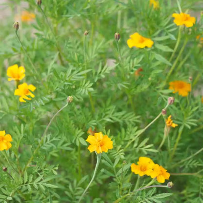 TAGETE CITRON LEMON GEM AB 