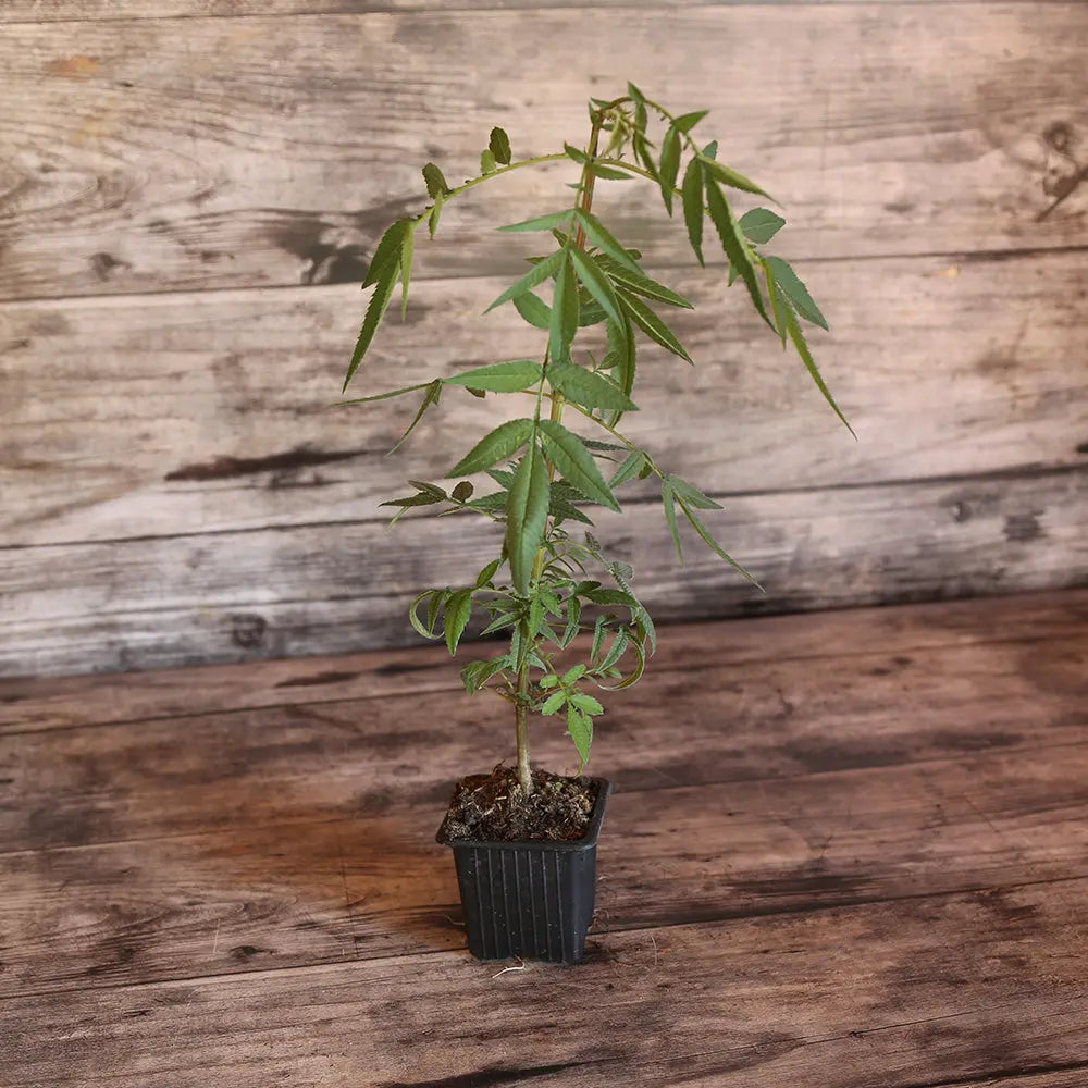 Plant de Tagète Passion Bio – La Ferme de Sainte Marthe