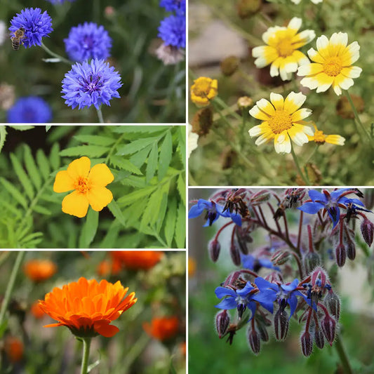 TAPIS DE FLEURS COMESTIBLES ET UTILES - 5 VARIETES AB 