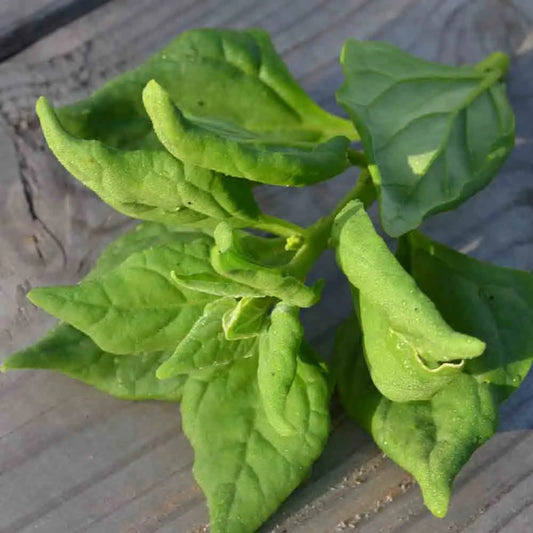 TETRAGONE CORNUE AB 