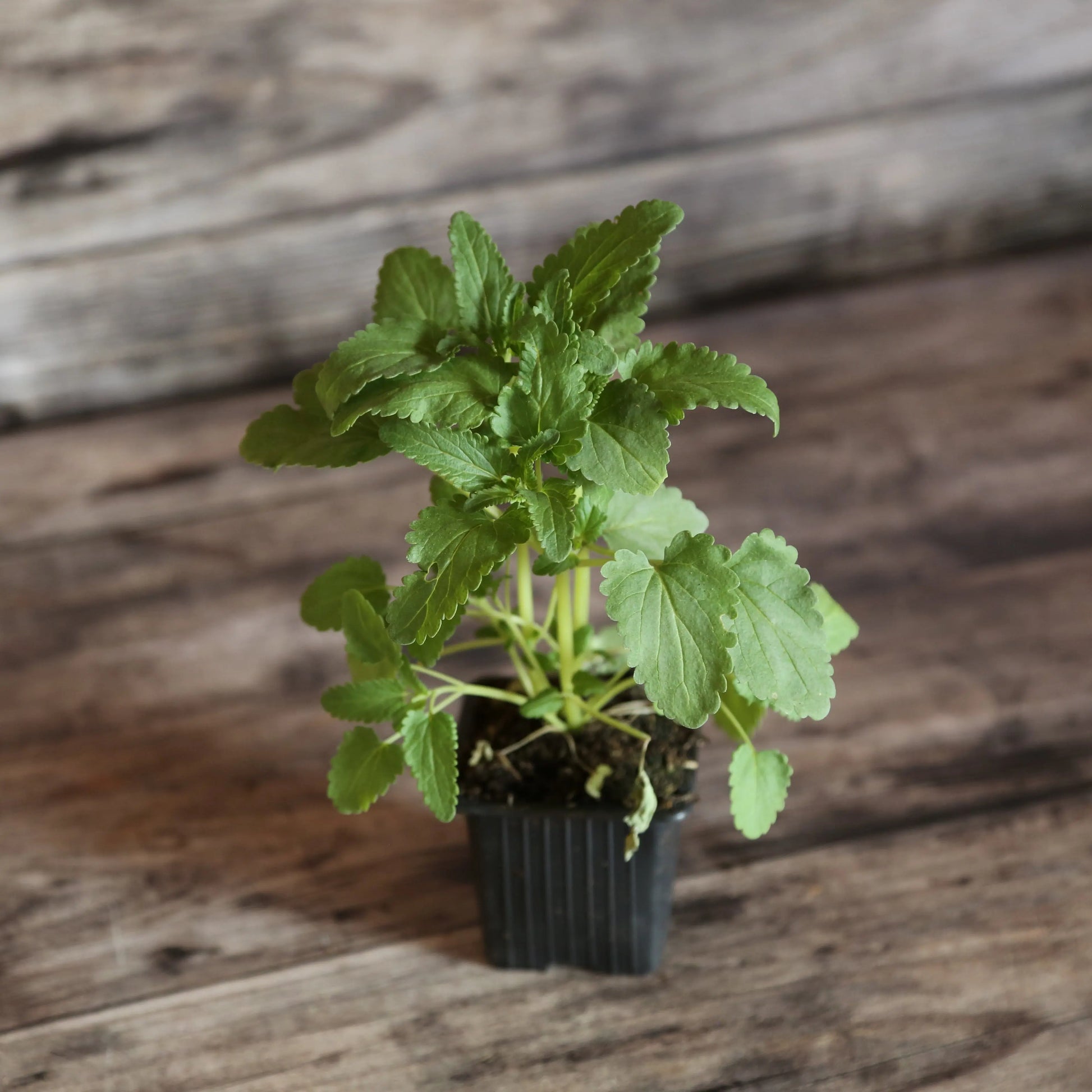 THE DES JARDINS  AB - PLANT 