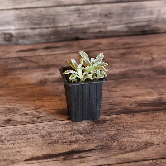 THÉ GREC DES MONTAGNES AB - PLANT 