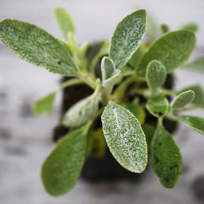 THÉ GREC DES MONTAGNES AB - PLANT 