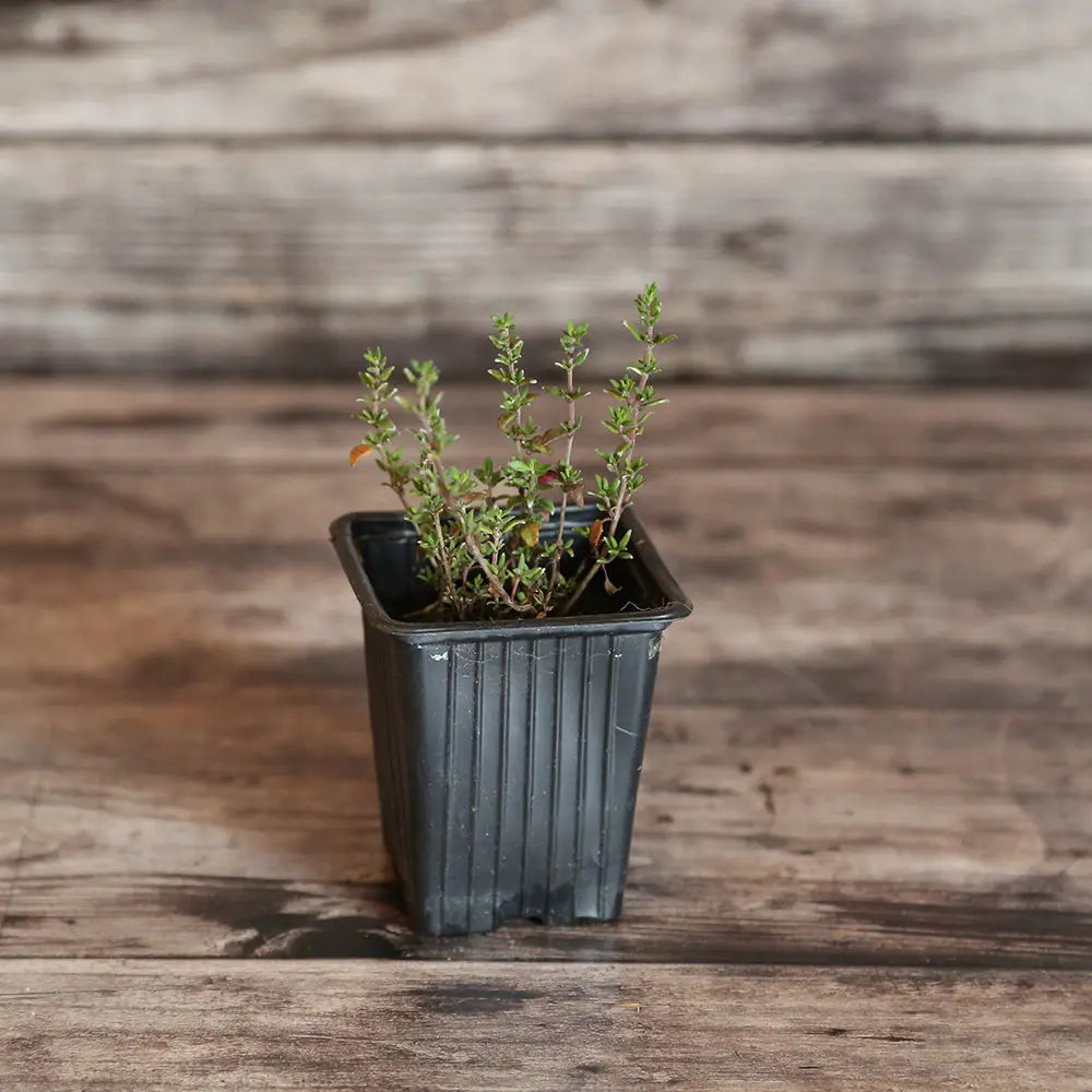 THYM ORANGE AB - PLANT 