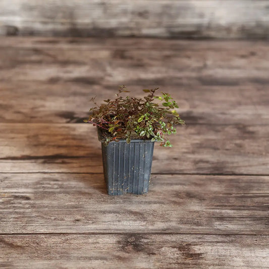 THYM SERPOLET AB - PLANT 
