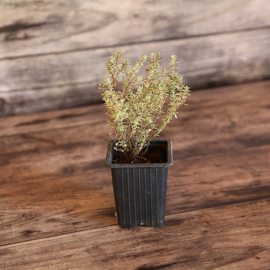 THYM CITRON SILVER QUEEN AB - PLANT 