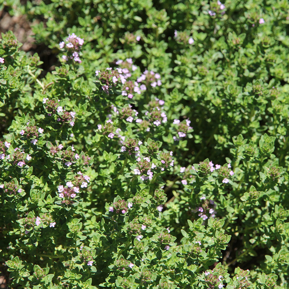 LEMON THYME AB - PLANT
