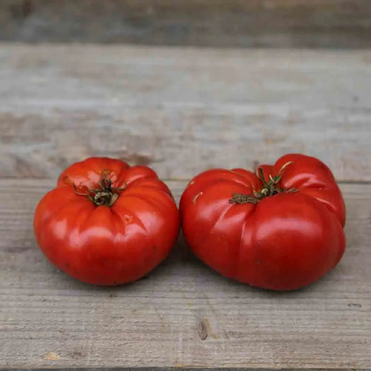 TOMATE BEEFSTEAK AB 