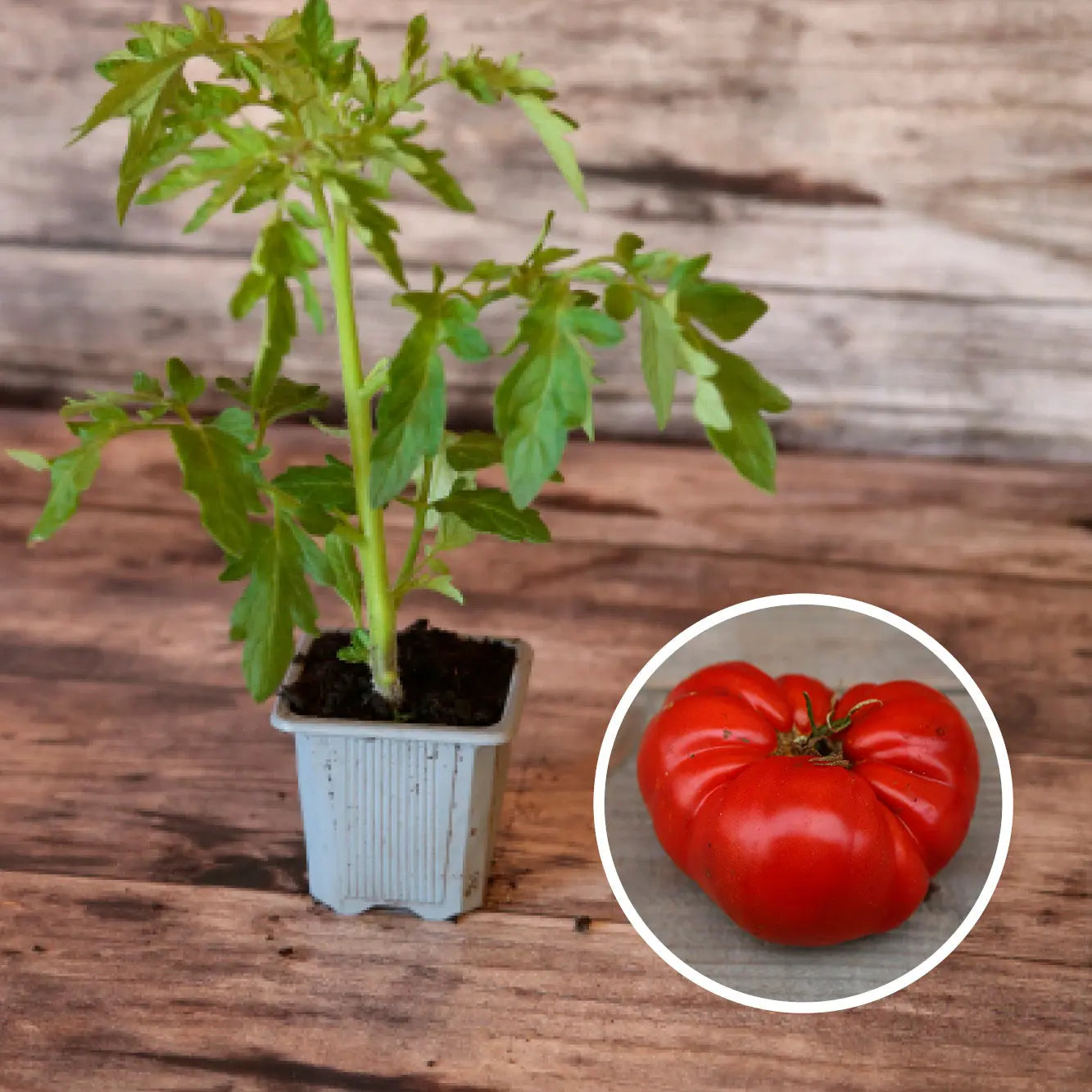 Plant de Tomate Beefsteak Bio – La Ferme de Sainte Marthe