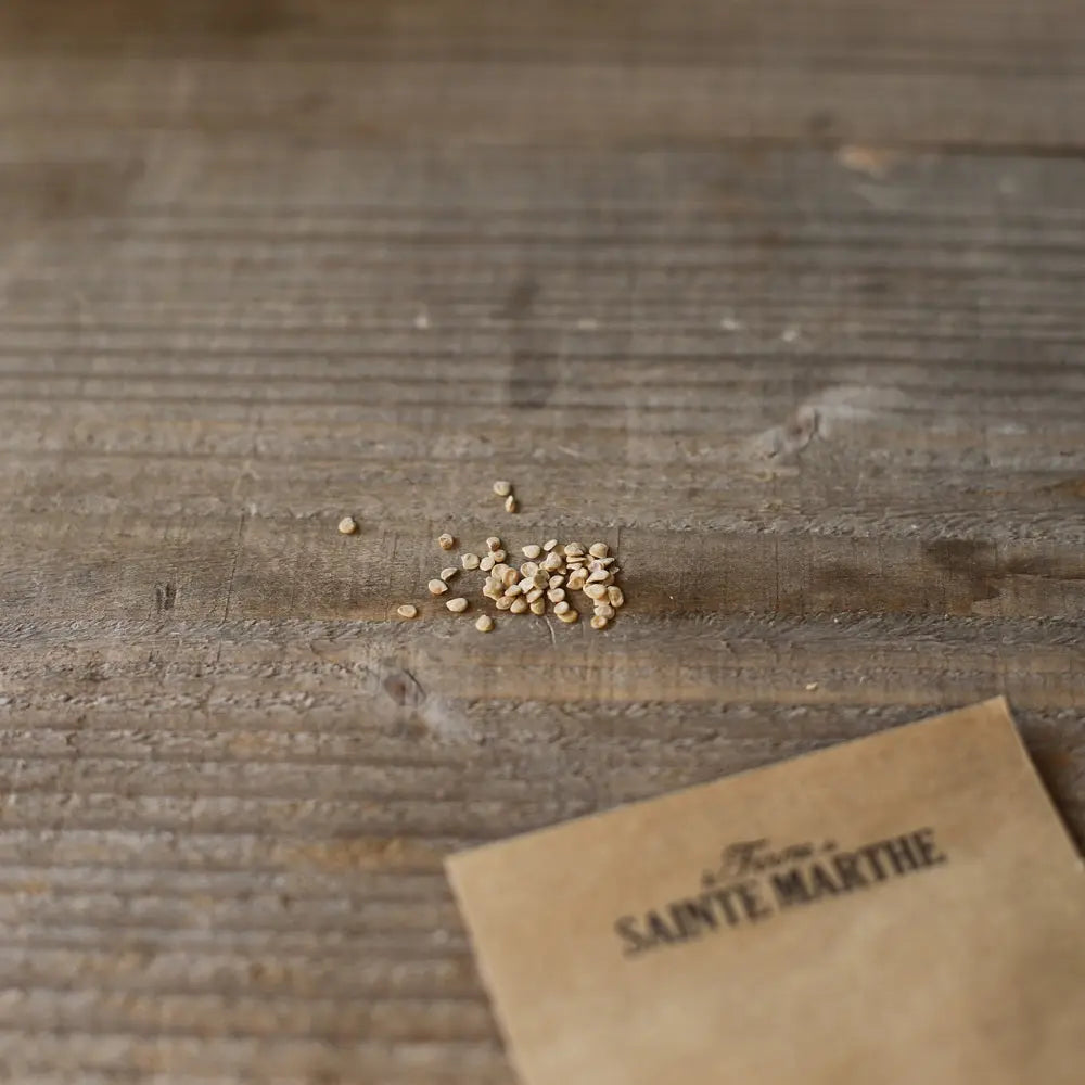 TOMATE BELLE DE LORRAINE AB 